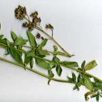 <em>Hypericum hirsutum</em> L. 09/08/2010