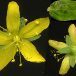 <em>Hypericum humifusum</em> L. 21/07/2008