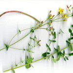 <em>Hypericum pulchrum</em> L. 24/06/2008