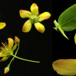 <em>Hypericum pulchrum</em> L. 24/06/2008