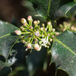 Ilex aquifolium L. 12/04/2011