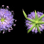 <em>Jasione montana</em> L. 01/08/2007