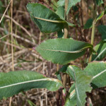 <em>Lactuca virosa</em> L. 05/08/2010