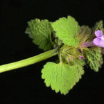 <em>Lamium purpureum</em> L. 02/04/2004