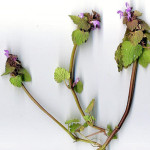 <em>Lamium purpureum</em> L. 02/04/2004