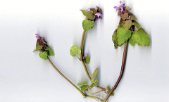 Lamium purpureum L. 02/04/2004