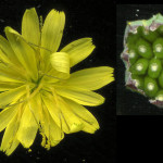 <em>Lapsana communis</em> L. 02/10/2008