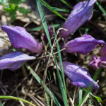 <em>Lathraea clandestina</em> L. 12/04/2011