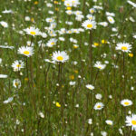 <em>Leucanthemum vulgare</em> 21/05/2010