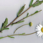 <em>Leucanthemum vulgare</em> (Vaill.) Lam. 12/05/2008