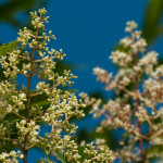 Ligustrum vulgare L. 16/08/2010