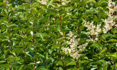 Ligustrum vulgare L. 16/08/2010