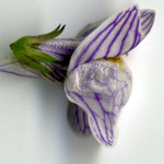 <em>Linaria repens</em> (L) Mill. 13/08/2007