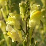 <em>Linaria vulgaris</em> Mill. 26/08/2007