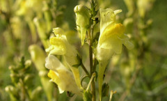 Linaria vulgaris Mill. 26/08/2007