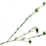 <em>Linum usitatissimum subsp. angustifolium</em> (Huds.) Thell. 23/06/2008