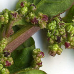 <em>Lipandra polysperma</em> (L.) S.Fuentes, Uotila & Borsch 18/08/2010