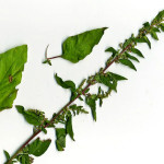 <em>Lipandra polysperma</em> (L.) S.Fuentes, Uotila & Borsch 18/08/2010