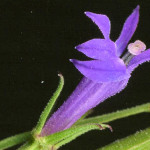 Lobelia urens L. 17/06/2008