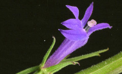 Lobelia urens L. 17/06/2008