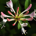 <em>Lonicera periclymenum</em> L. 07/08/2009