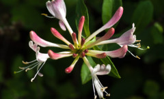 Lonicera periclymenum L. 07/08/2009