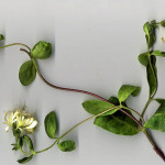 <em>Lonicera periclymenum</em> L. 24/06/2008