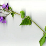 <em>Lunaria annua</em> L. 25/04/2008