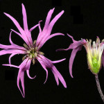 <em>Lychnis flos-cuculi</em> L. 06/05/2008