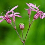 Lychnis flos-cuculi L. 23/05/2009