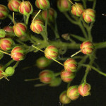 <em>Lysimachia vulgaris</em> L. 18/09/2008