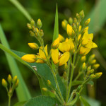 <em>Lysimachia vulgaris</em> L. 30/06/2009