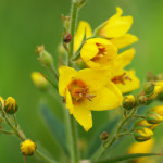 <em>Lysimachia vulgaris</em> L. 30/06/2009