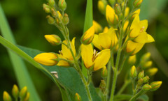 Lysimachia vulgaris L. 30/06/2009