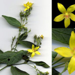 <em>Lysimachia vulgaris</em> L. 31/07/2007