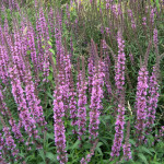 <em>Lythrum salicaria</em> L. 02/08/2007