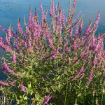 <em>Lythrum salicaria</em> L. 05/08/2010