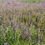 <em>Lythrum salicaria</em> L. 05/08/2010