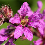 <em>Lythrum salicaria</em> L. 09/08/2009