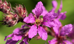 Lythrum salicaria L. 09/08/2009