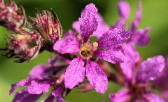 Lythrum salicaria L. 09/08/2009