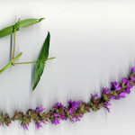 <em>Lythrum salicaria</em> L. 31/07/2007