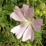 <em>Malva moschata</em> L. 26/08/2007