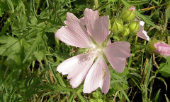 Malva moschata L. 26/08/2007