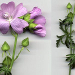 <em>Malva moschata</em> L. 28/08/2007