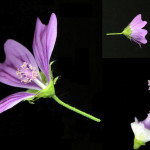 <em>Malva sylvestris</em> L. 25/08/2007