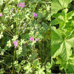 Malva sylvestris L. 25/08/2007