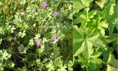 Malva sylvestris L. 25/08/2007