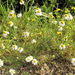 <em>Tripleurospermum inodorum</em>  (L.) Sch.Bip. 26/08/2007