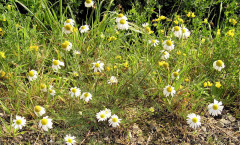 Tripleurospermum inodorum  (L.) Sch.Bip. 26/08/2007